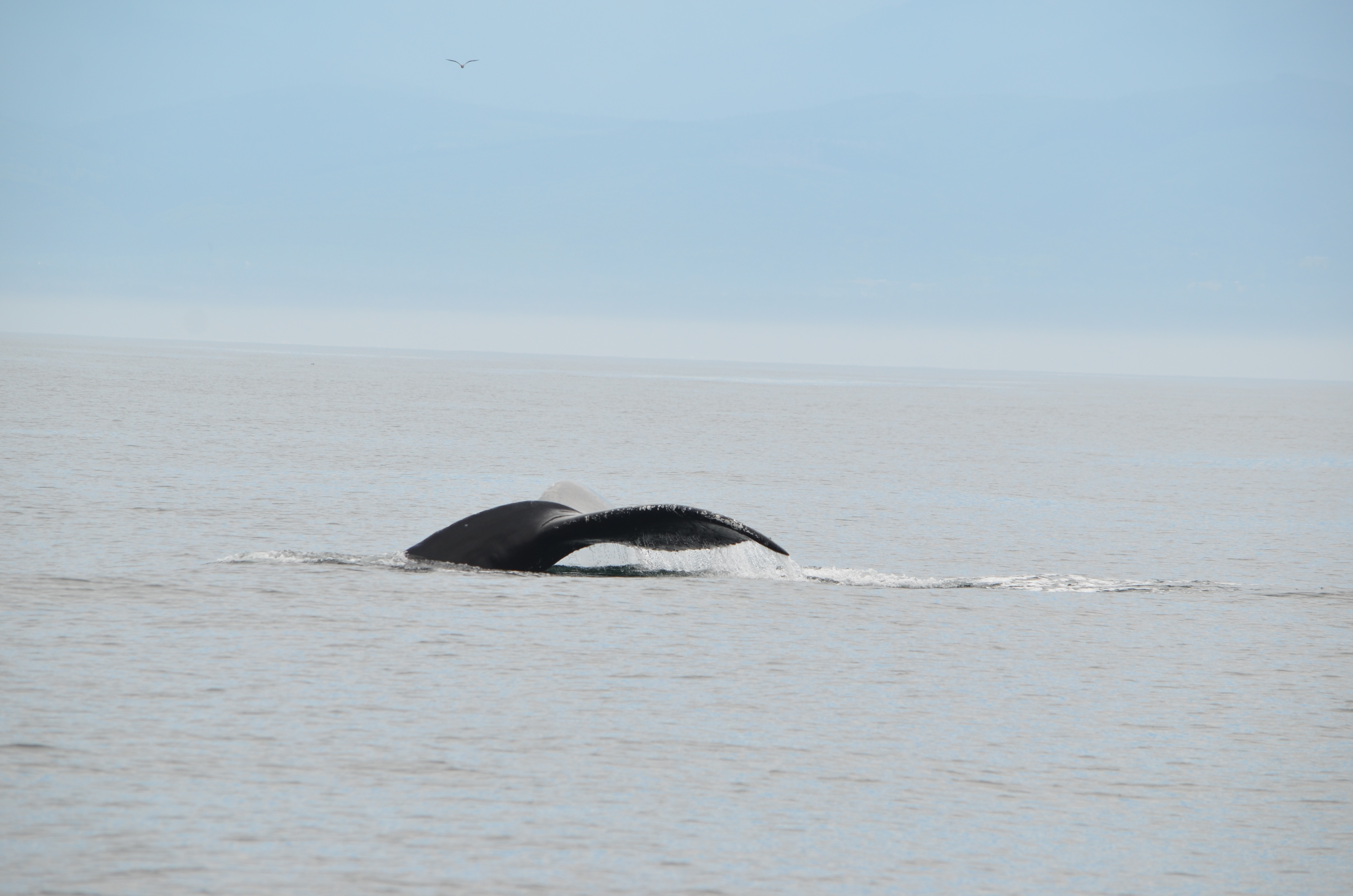 photos/wildlife/Mammal_Species/Humpback Whale/DSC_0083.JPG